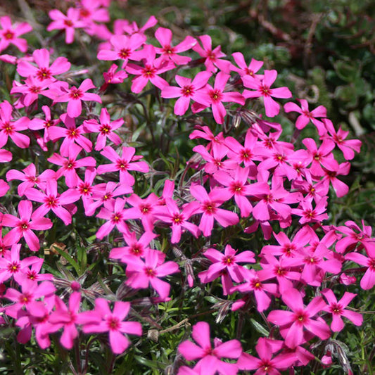 Phlox Rampant 'Scarlet Flame'