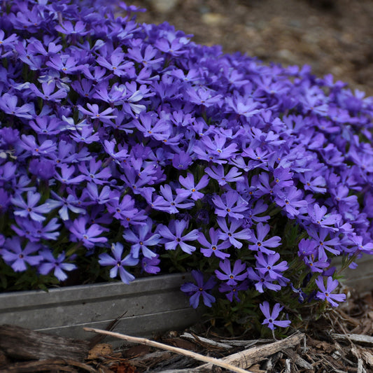 Phlox Rampant 'Violet Pinwheels'