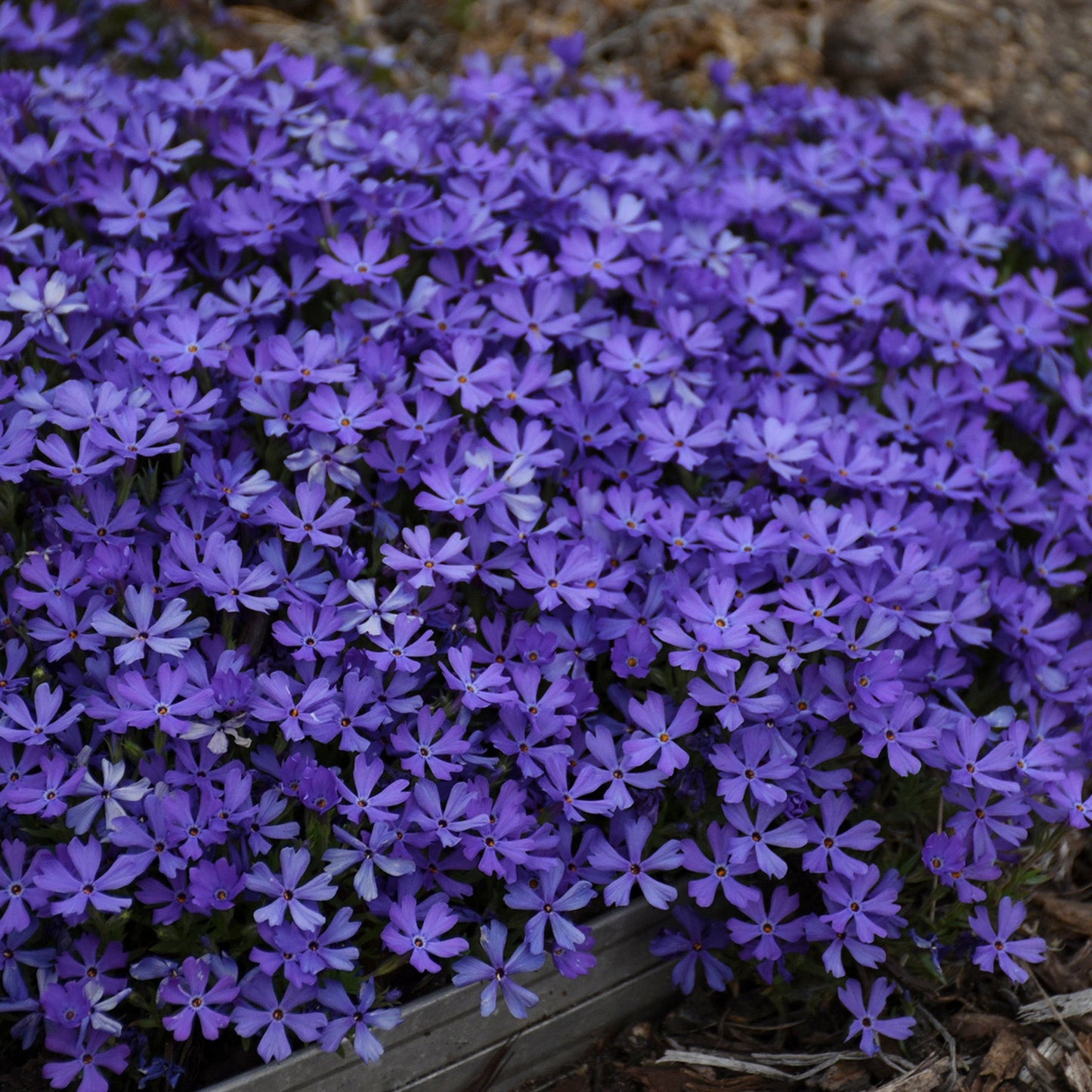 Phlox Rampant 'Violet Pinwheels'