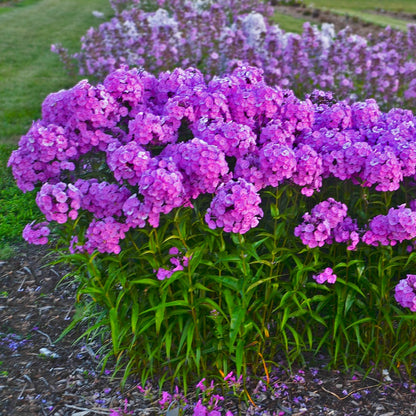 Phlox paniculata 'Fashionably Early Flamingo' – Garden Phlox