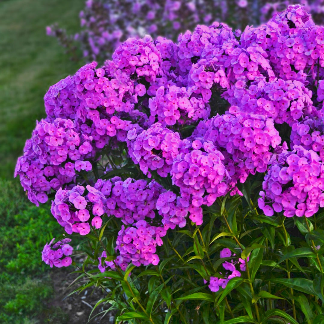 Phlox paniculata 'Fashionably Early Flamingo' – Garden Phlox