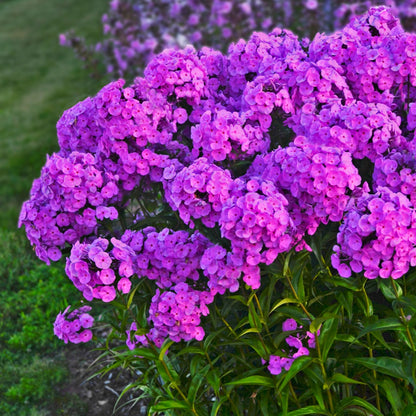 Phlox paniculata 'Fashionably Early Flamingo' – Garden Phlox