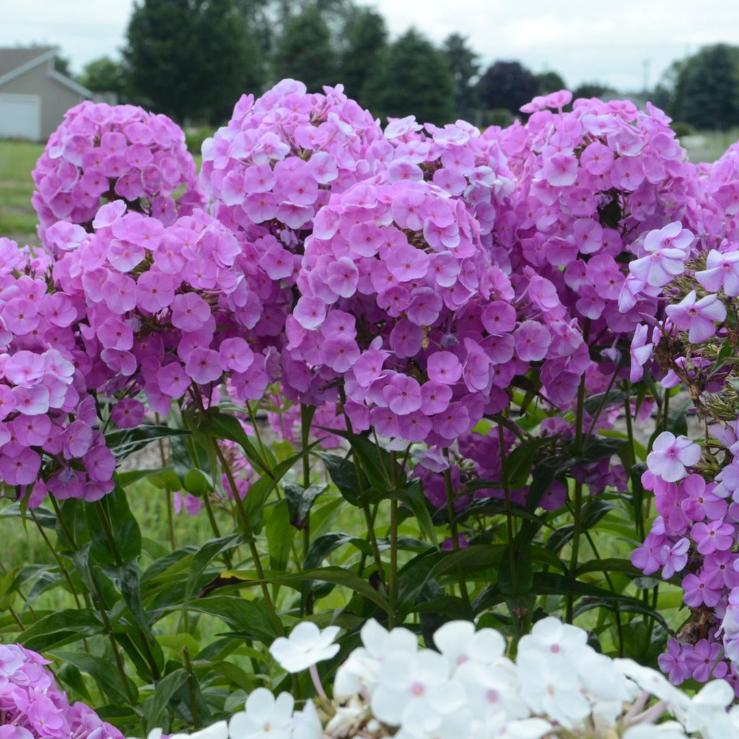 Phlox paniculata 'Fashionably Early Flamingo' – Garden Phlox