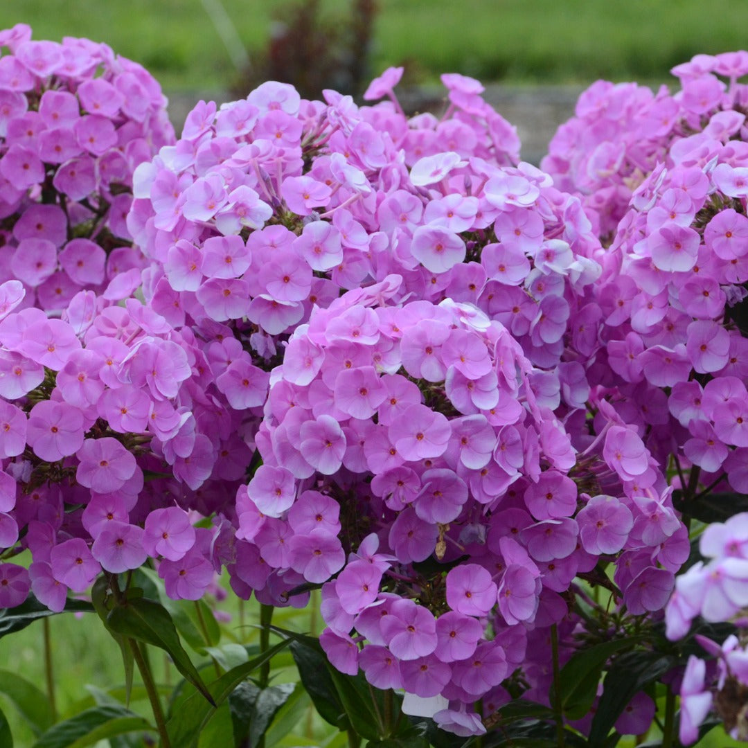 Phlox paniculata 'Fashionably Early Flamingo' – Garden Phlox