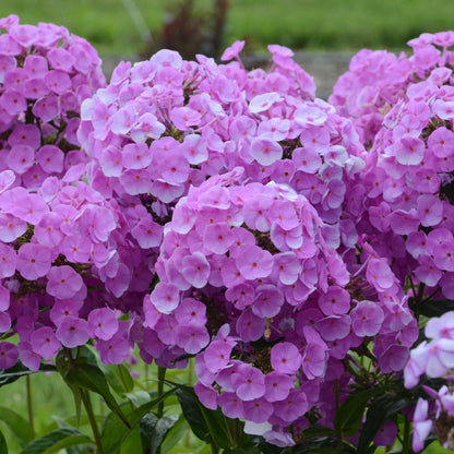 Phlox paniculata 'Fashionably Early Flamingo' – Garden Phlox