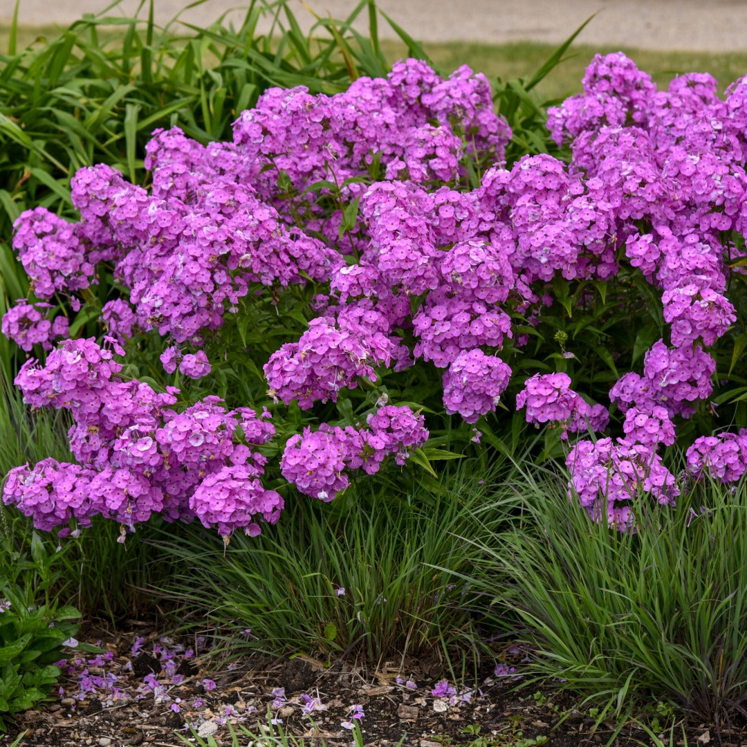Phlox paniculata 'Fashionably Early Flamingo' – Garden Phlox