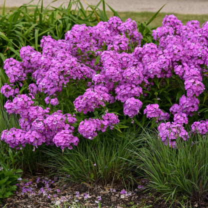 Phlox paniculata 'Fashionably Early Flamingo' – Garden Phlox