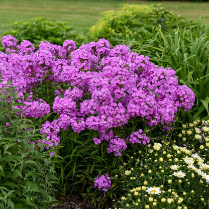 Phlox paniculata 'Fashionably Early Flamingo' – Garden Phlox