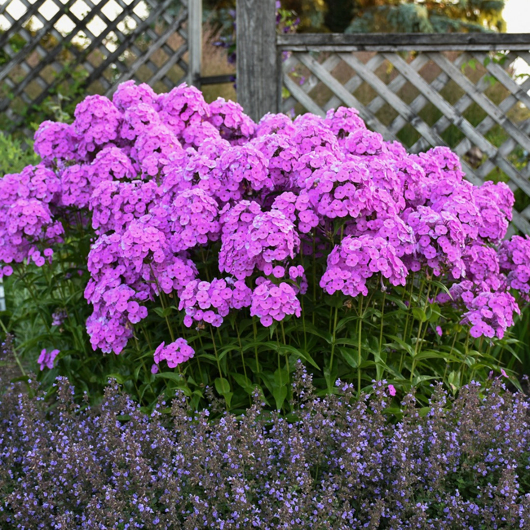 Phlox paniculata 'Fashionably Early Flamingo' – Garden Phlox