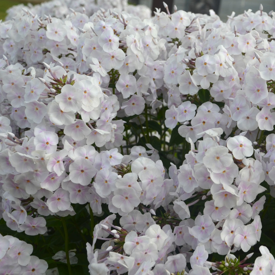 Phlox paniculata 'Fashionably Early Crystal' – Garden Phlox
