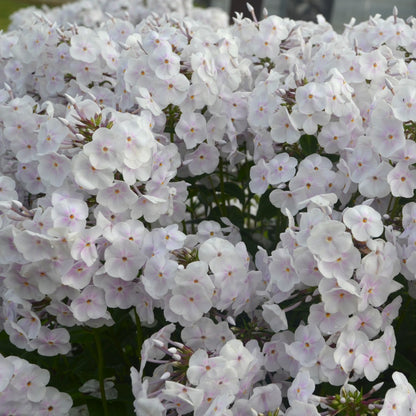 Phlox paniculata 'Fashionably Early Crystal' – Garden Phlox