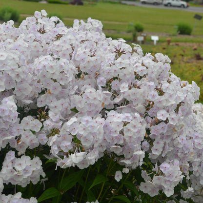 Phlox paniculata 'Fashionably Early Crystal' – Garden Phlox