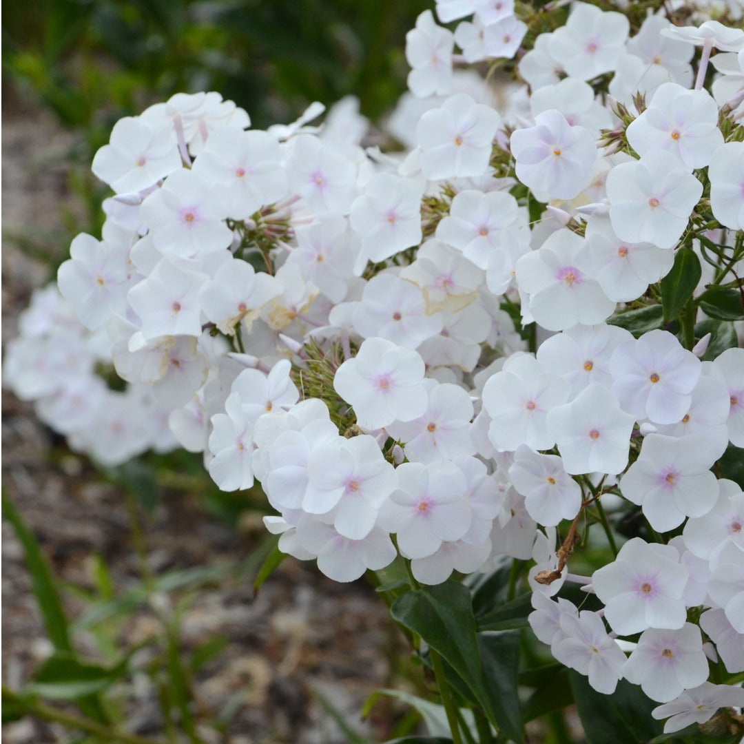 Phlox paniculata 'Fashionably Early Crystal' – Garden Phlox