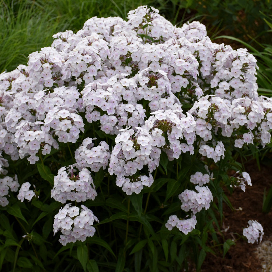 Phlox paniculata 'Fashionably Early Crystal' – Garden Phlox
