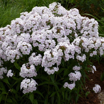 Phlox paniculata 'Fashionably Early Crystal' – Garden Phlox