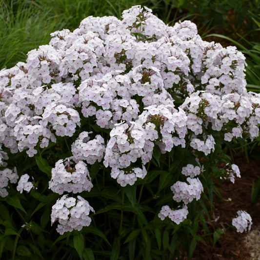 Phlox paniculata 'Fashionably Early Crystal' – Phlox paniculé