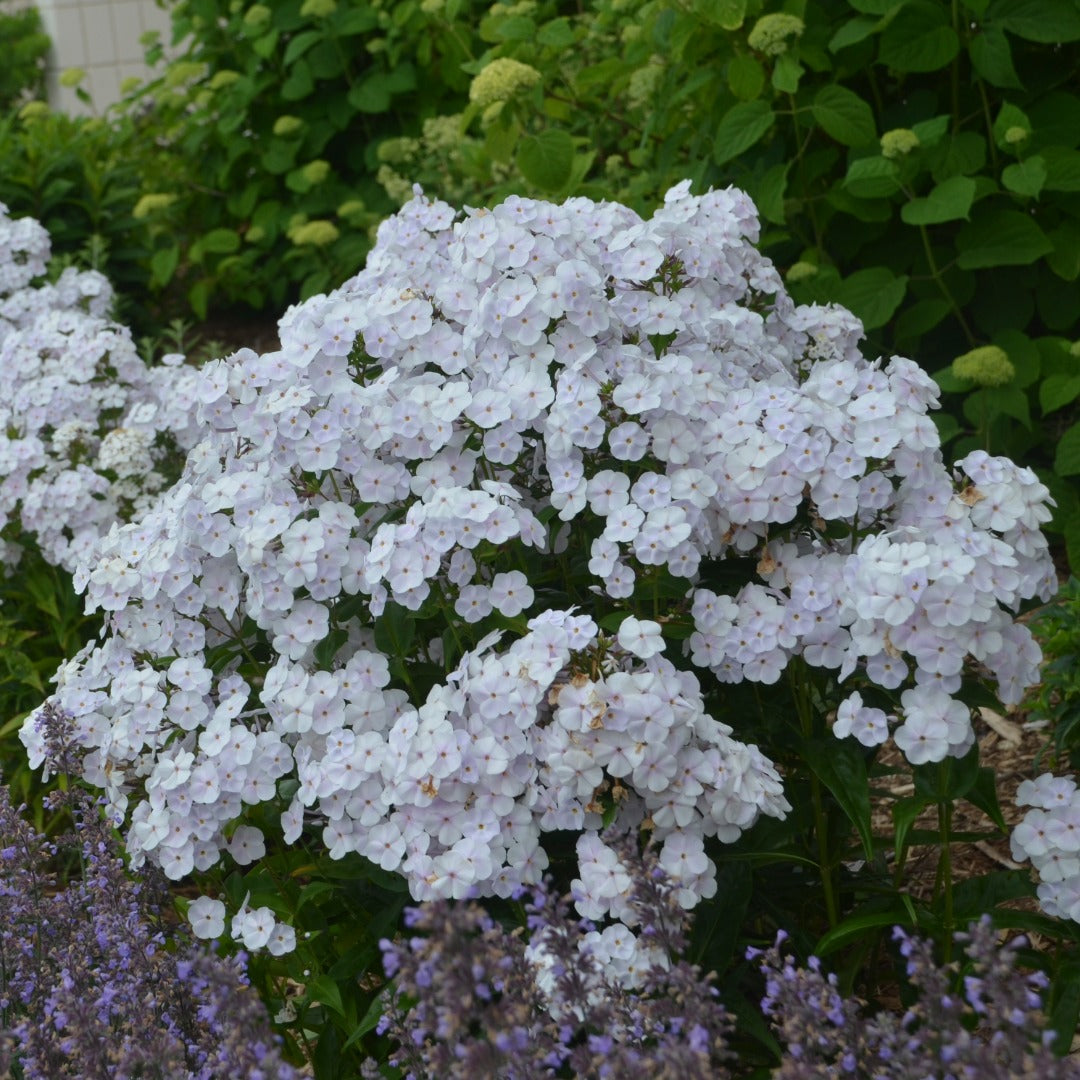 Phlox paniculata 'Fashionably Early Crystal' – Garden Phlox