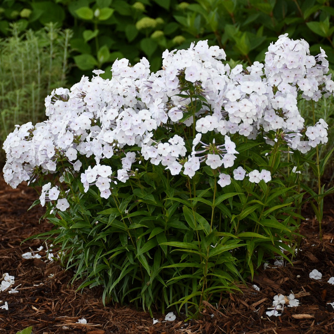 Phlox paniculata 'Fashionably Early Crystal' – Garden Phlox