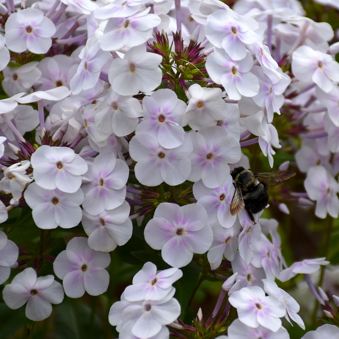 Phlox paniculata 'Fashionably Early Crystal' – Garden Phlox