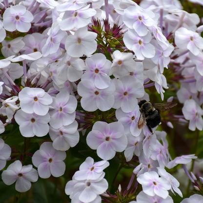 Phlox paniculata 'Fashionably Early Crystal' – Garden Phlox