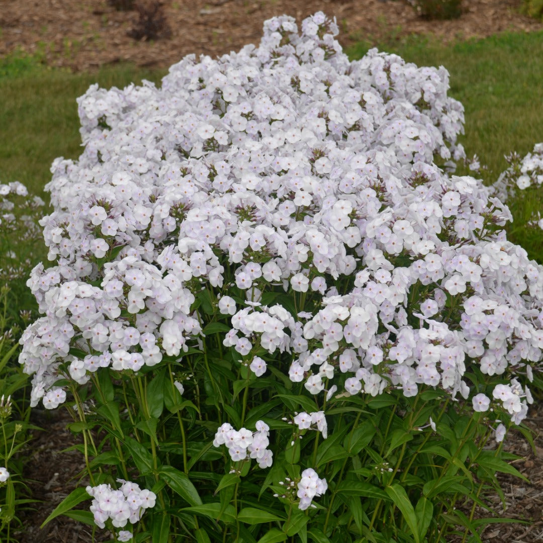 Phlox paniculata 'Fashionably Early Crystal' – Garden Phlox