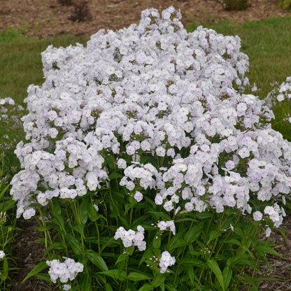 Phlox paniculata 'Fashionably Early Crystal' – Garden Phlox
