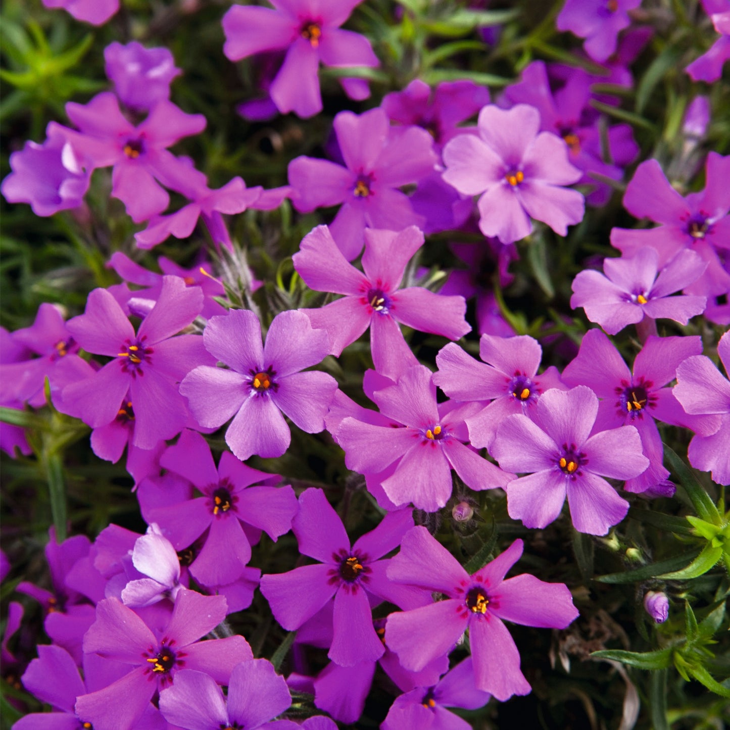 Phlox Spring® Dark Leaf Pink – Creeping Phlox
