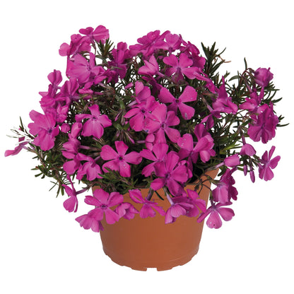 Phlox Spring® Dark Leaf Pink – Creeping Phlox