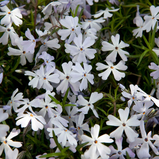 Phlox Spring® Lavender – Creeping Phlox