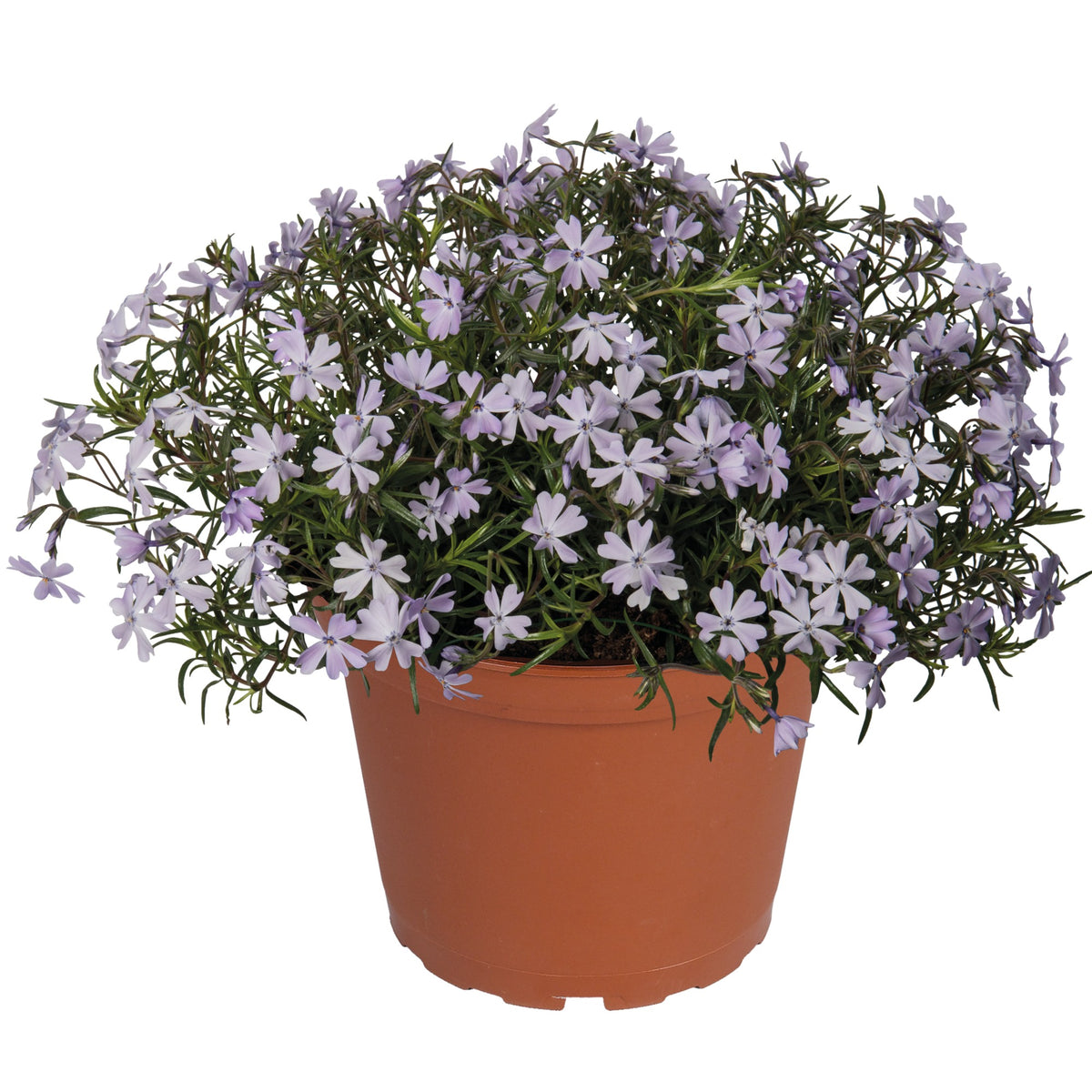 Tapis mauve pastel printanier | Phlox rampant Spring® Lavender ...