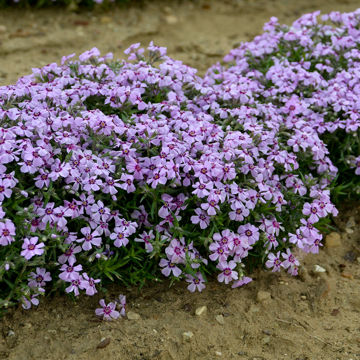 Sélection de Phlox Rampant – Jardineries Botanix