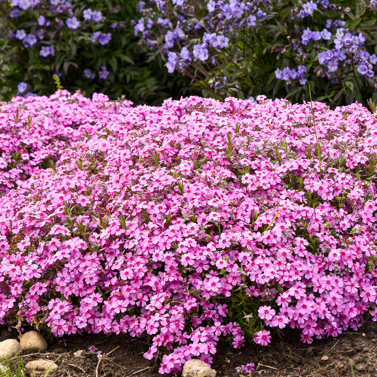 Sélection de Phlox Rampant – Jardineries Botanix