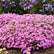 Sélection de Phlox Rampant – Jardineries Botanix