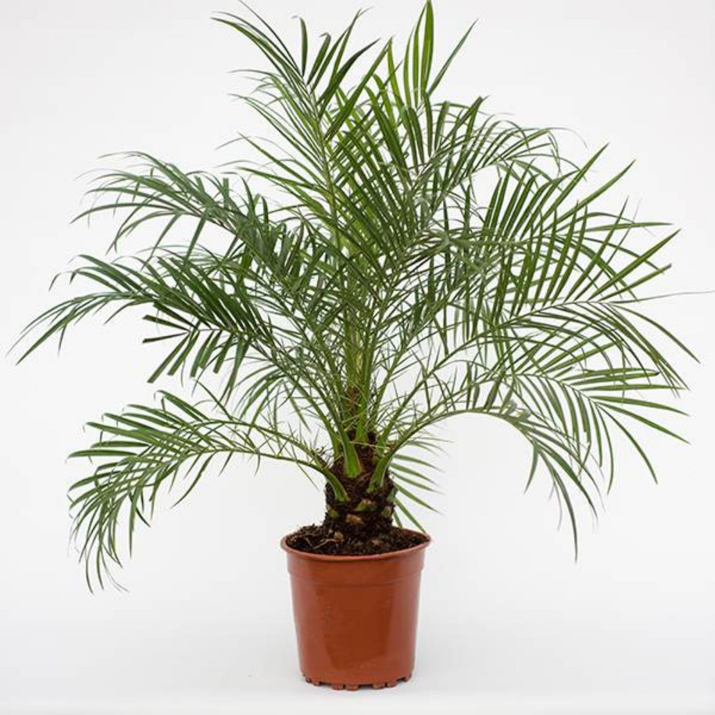 Pygmy Date Palm