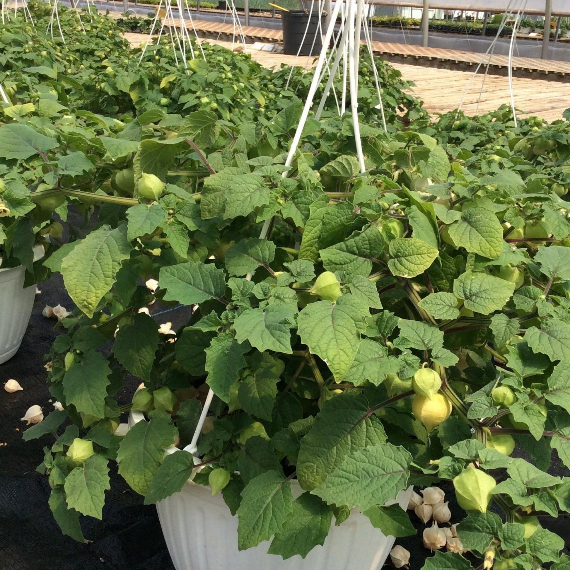 ground cherry plant in pot Golden Husk' Ground Cherry – Jardineries Botanix
