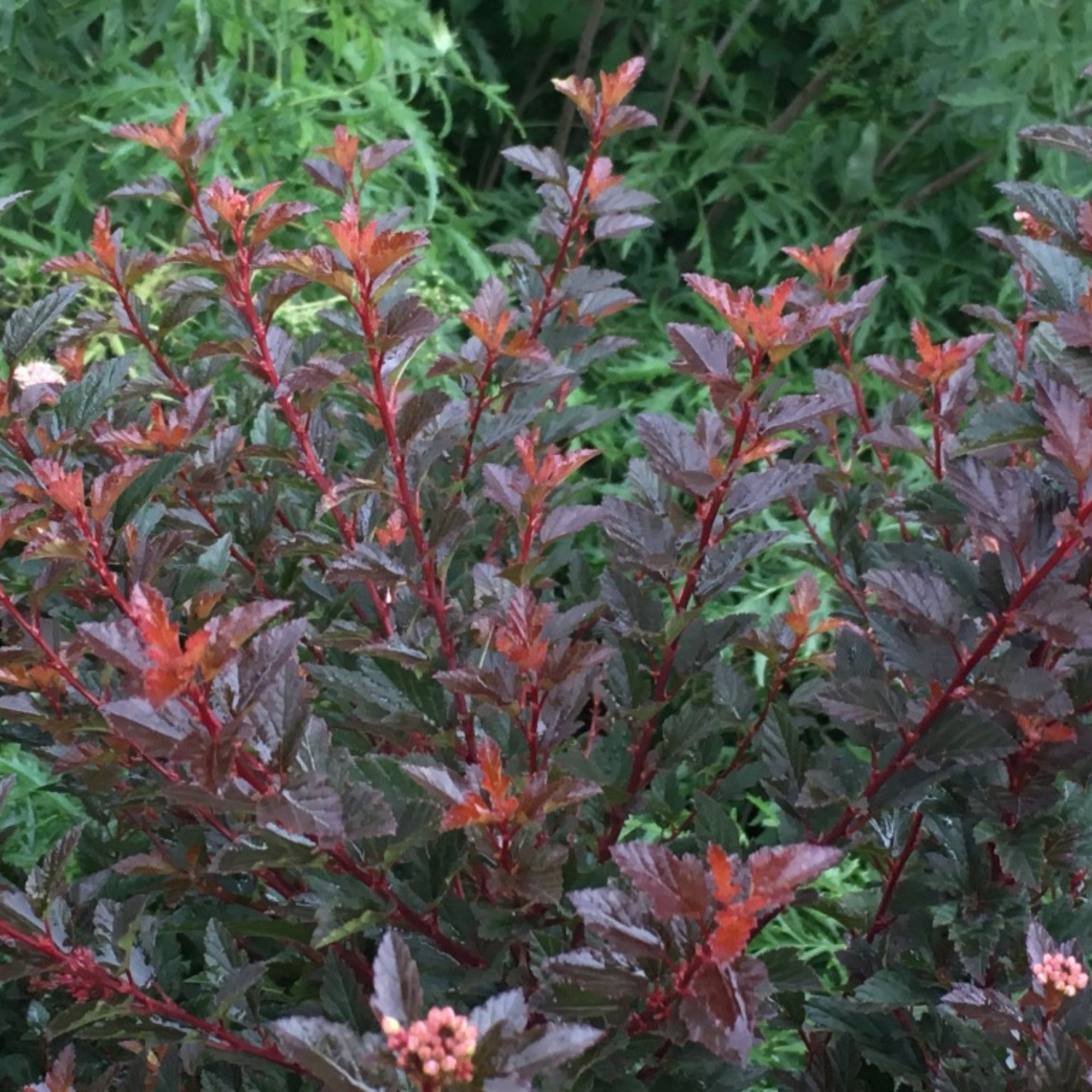 SWEET CHERRY TEA™ Ninebark – Jardineries Botanix