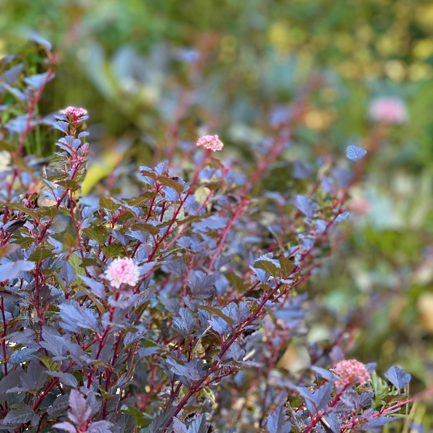 Physocarpe SWEET CHERRY TEA™