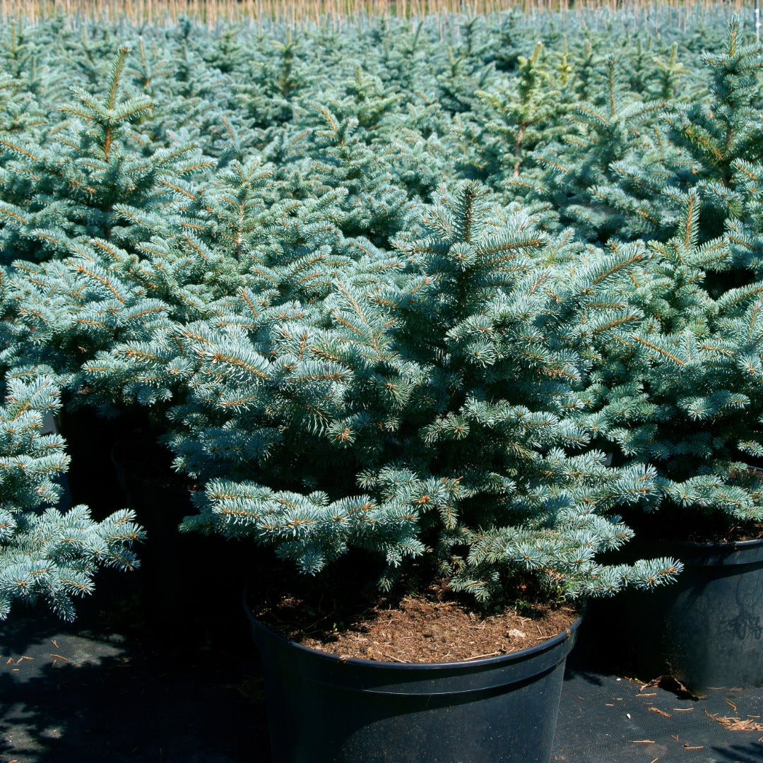 Picea pungens 'Glauca Globosa' – Dwarf Colorado Blue Spruce