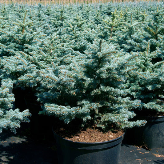 Picea pungens 'Glauca Globosa' - Épinette bleue du Colorado naine