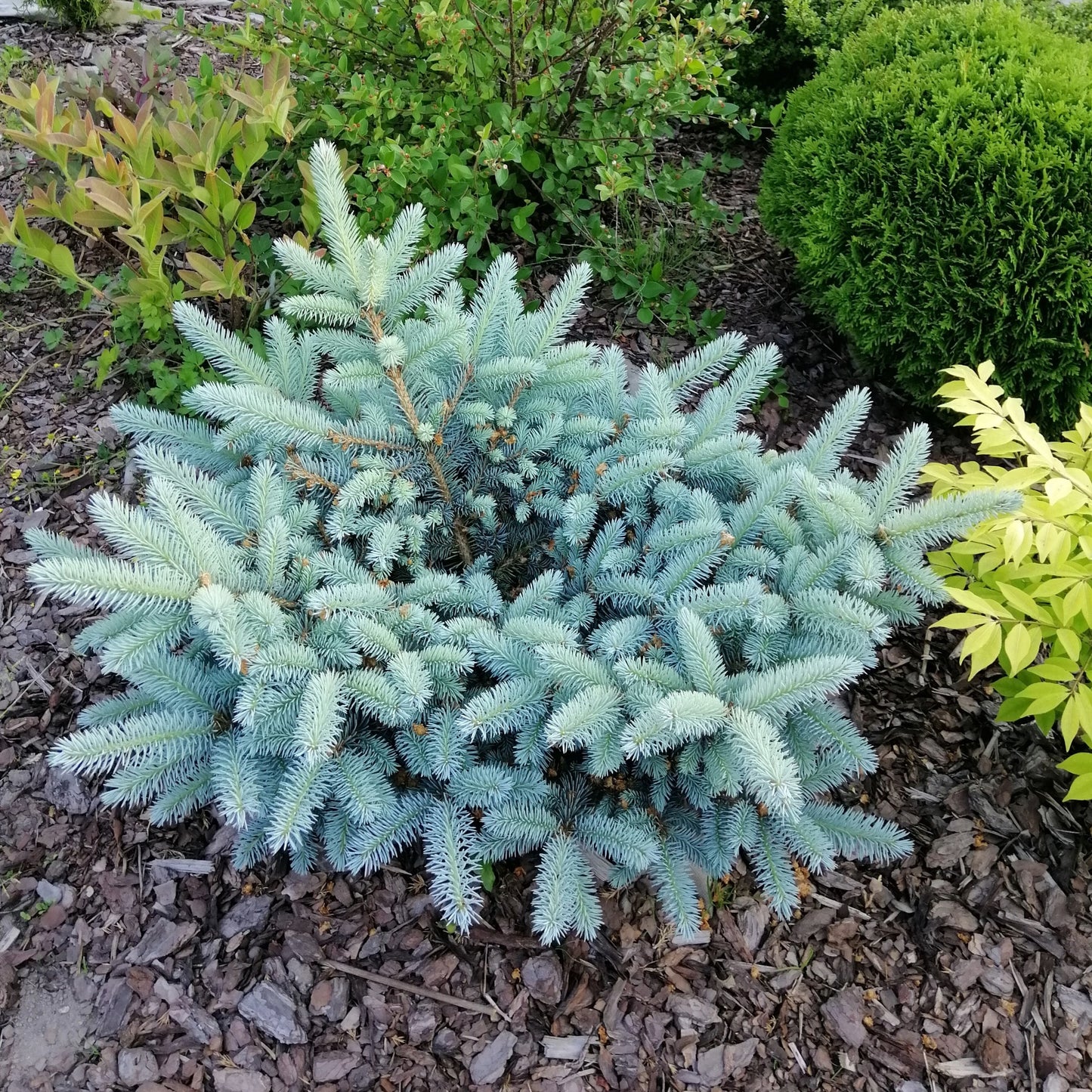 Picea pungens 'Glauca Globosa' – Dwarf Colorado Blue Spruce