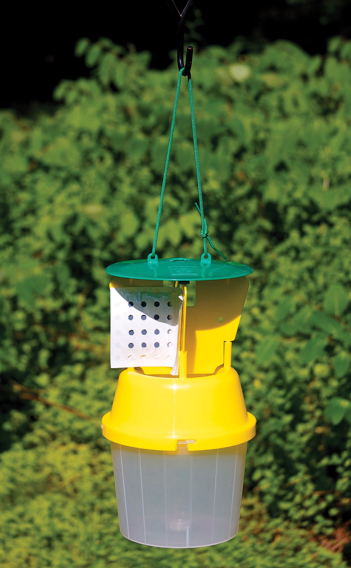 Japanese Beetle Trap - BioProtec