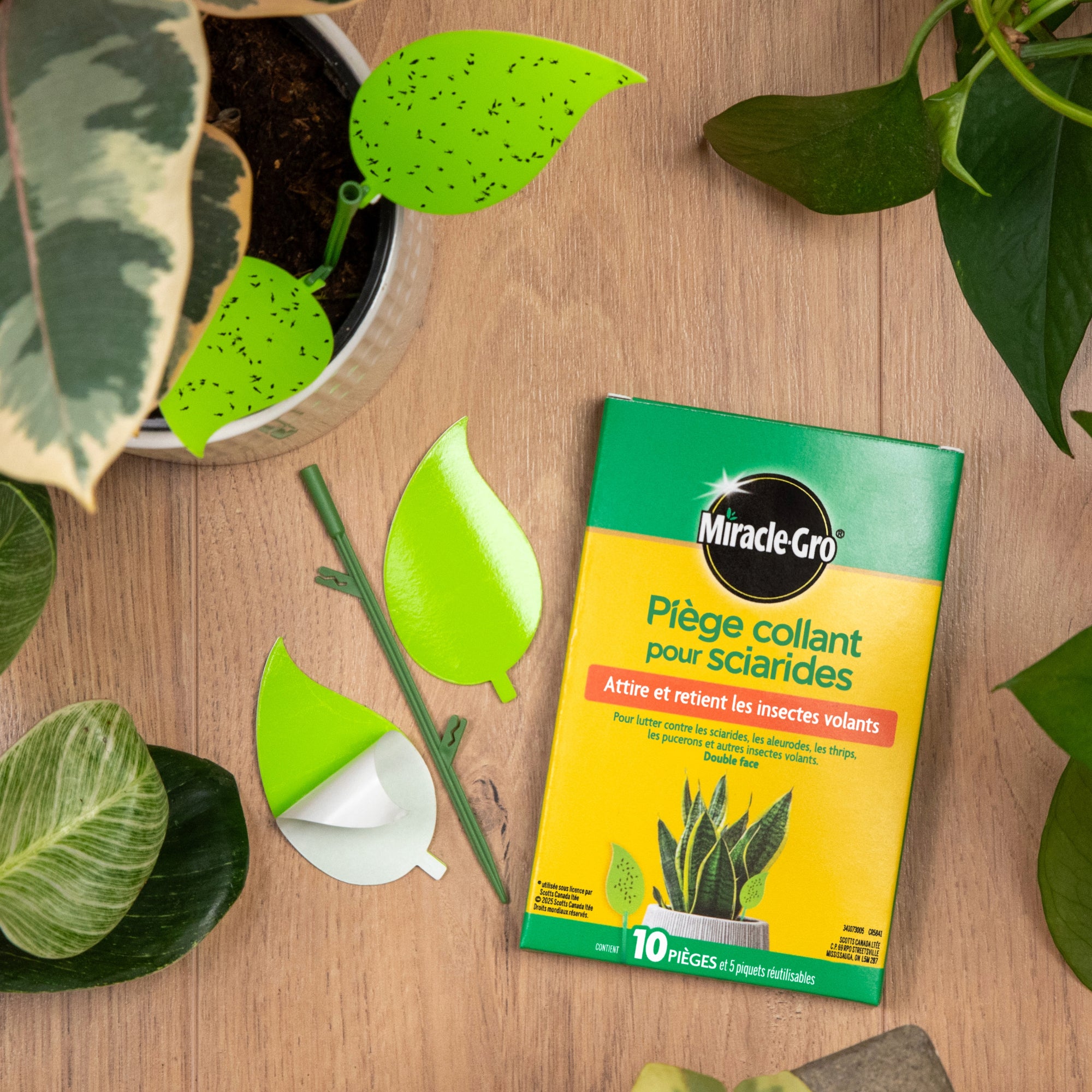 Pièges Insectes Miracle-Gro | Pour Plantes d'Intérieur – Jardineries ...