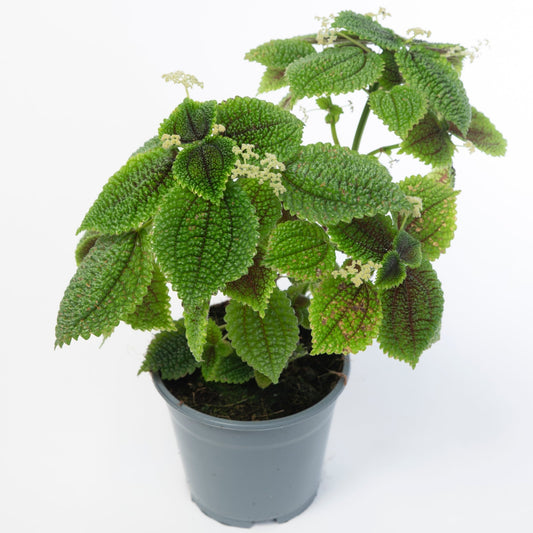 Moon Valley' Pilea