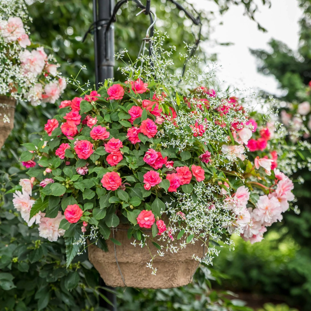Pixie Powder™ Hanging Basket