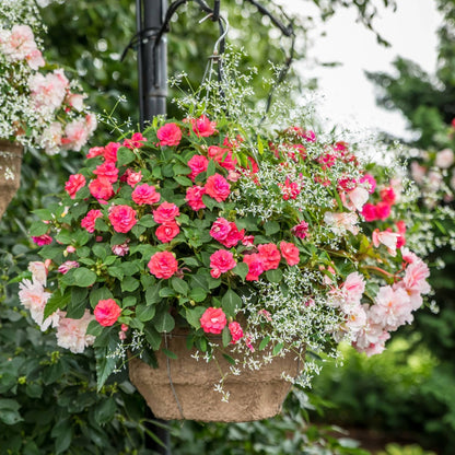 Pixie Powder™ Hanging Basket