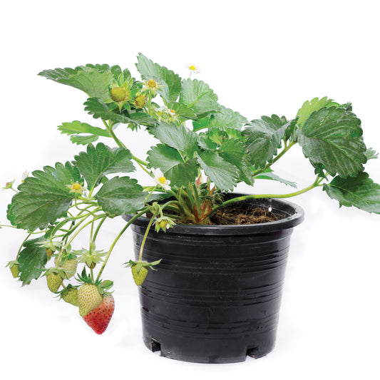 Assortment of strawberry plants Botanix Natur  in 11cm pot