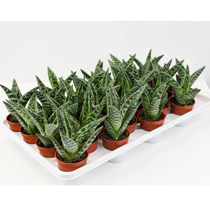 Tiger Aloes