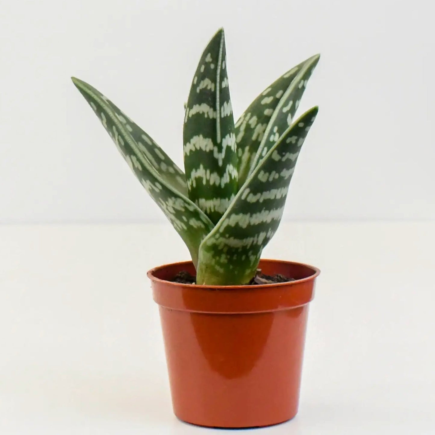 Tiger Aloes