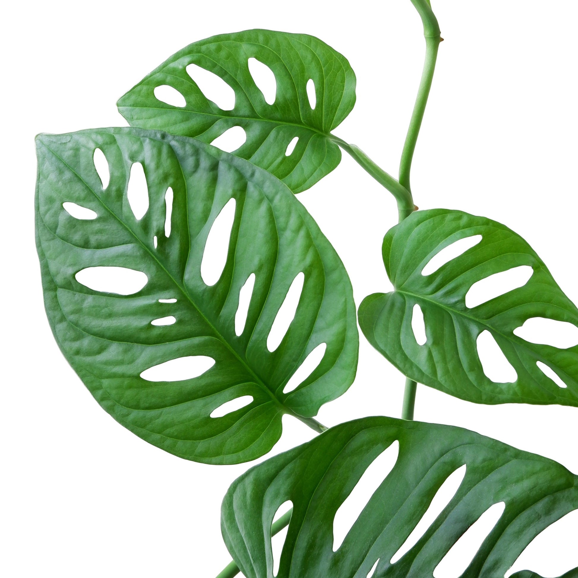 swiss cheese plant vs mini monstera Swiss Cheese Monstera – Jardineries Botanix