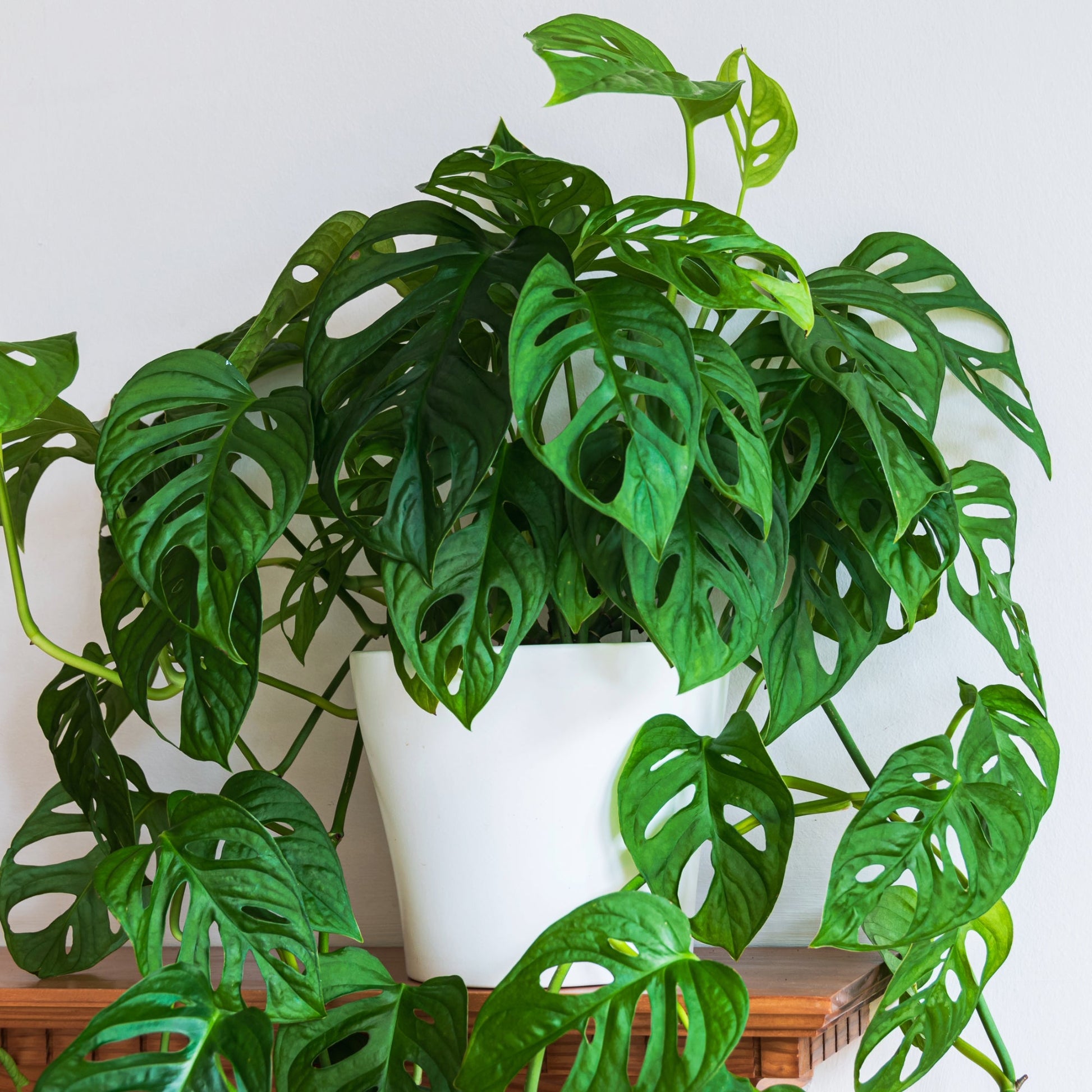 philodendron monstera swiss cheese Swiss Cheese Monstera – Jardineries Botanix
